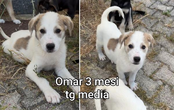 Ancora troppi cuccioli in rifugio  Foto 3
