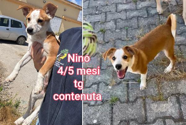 Ancora troppi cuccioli in rifugio  Foto 9