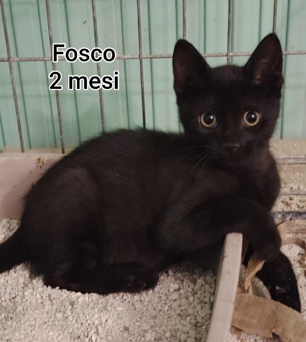 Adotta Un Gattino