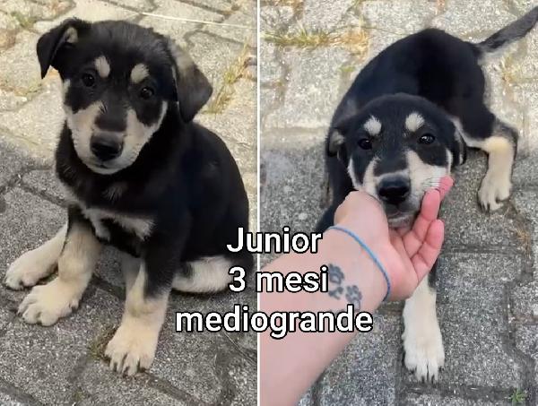 Salva Un Cucciolo!