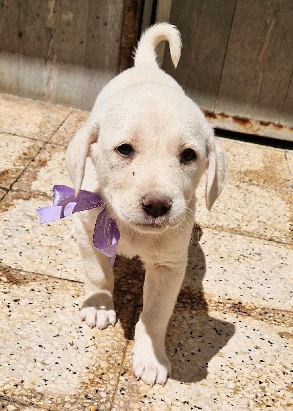 LILLYBETH,IN CANILE,ADOTTABILE IN TUTTA ITALIA! Foto 4