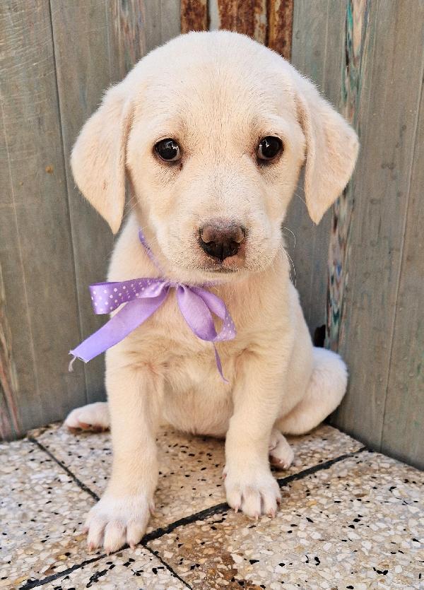 LILLYBETH,IN CANILE,ADOTTABILE IN TUTTA ITALIA! Foto 5