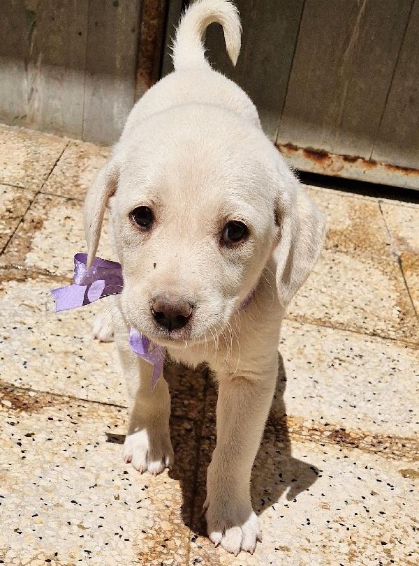 LILLYBETH,IN CANILE,ADOTTABILE IN TUTTA ITALIA! Foto 7