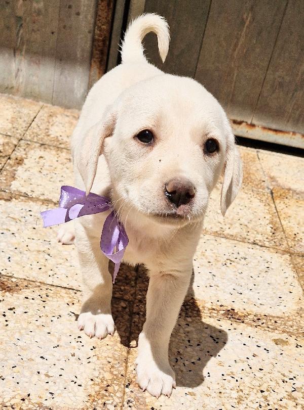 LILLYBETH,IN CANILE,ADOTTABILE IN TUTTA ITALIA! Foto 9
