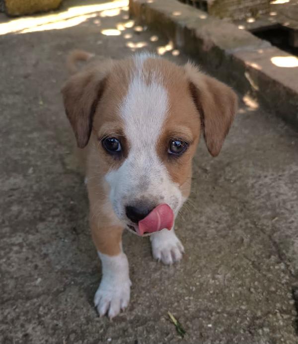 UNA MAMMA PER BIRILLO Foto 2