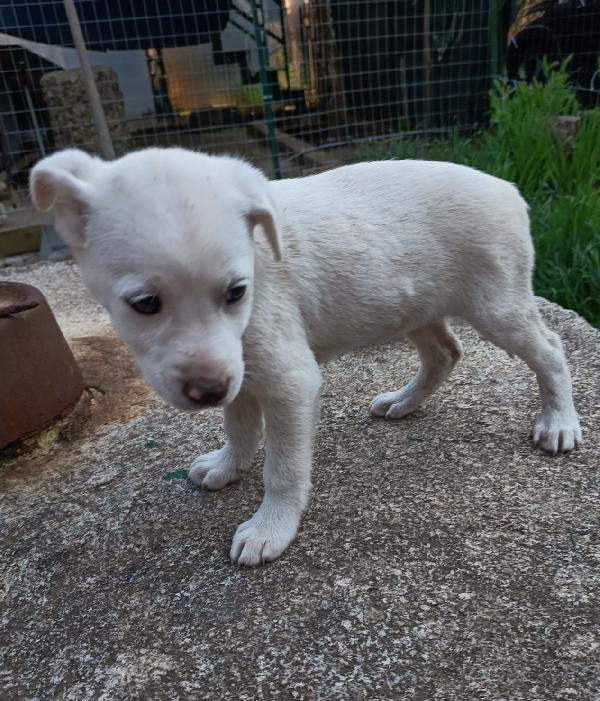 UNA MAMMA PER CHICCA Foto 4