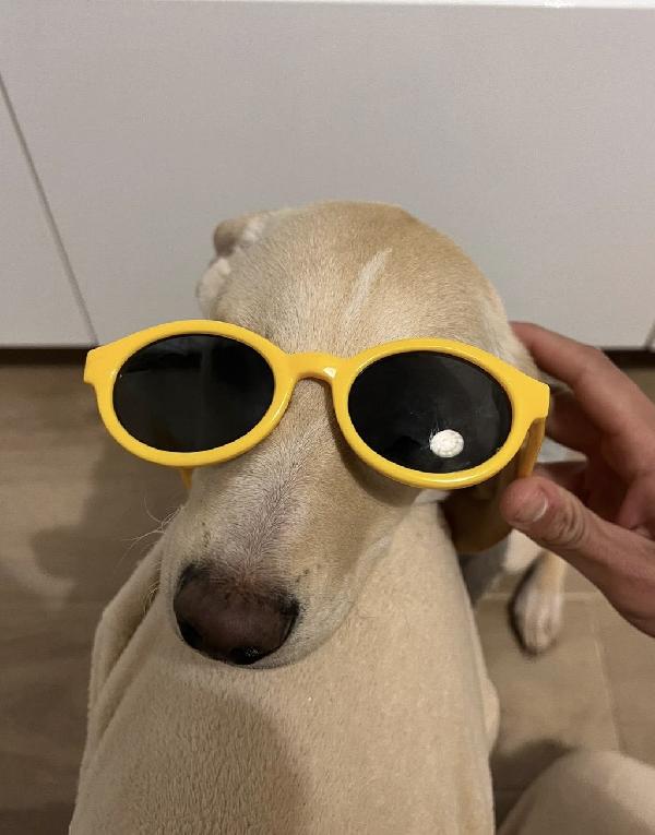 Milo Foto 3