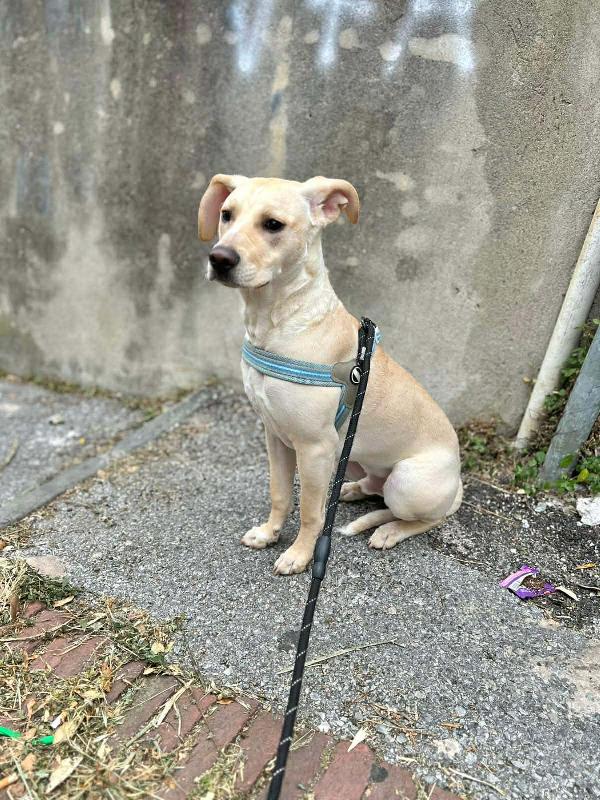 Milo Foto 8