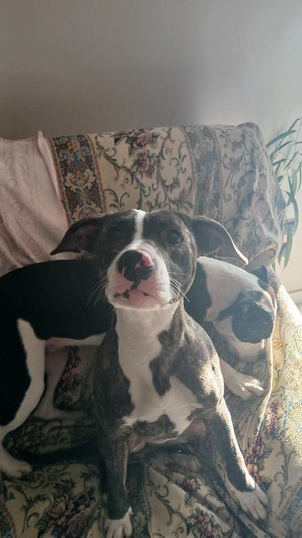 Regalo Cagnolina Di 1 Anno