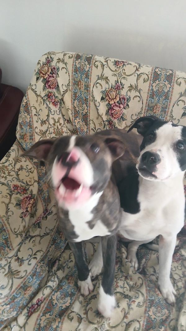 Regalo cagnolina di 1 anno Foto 2