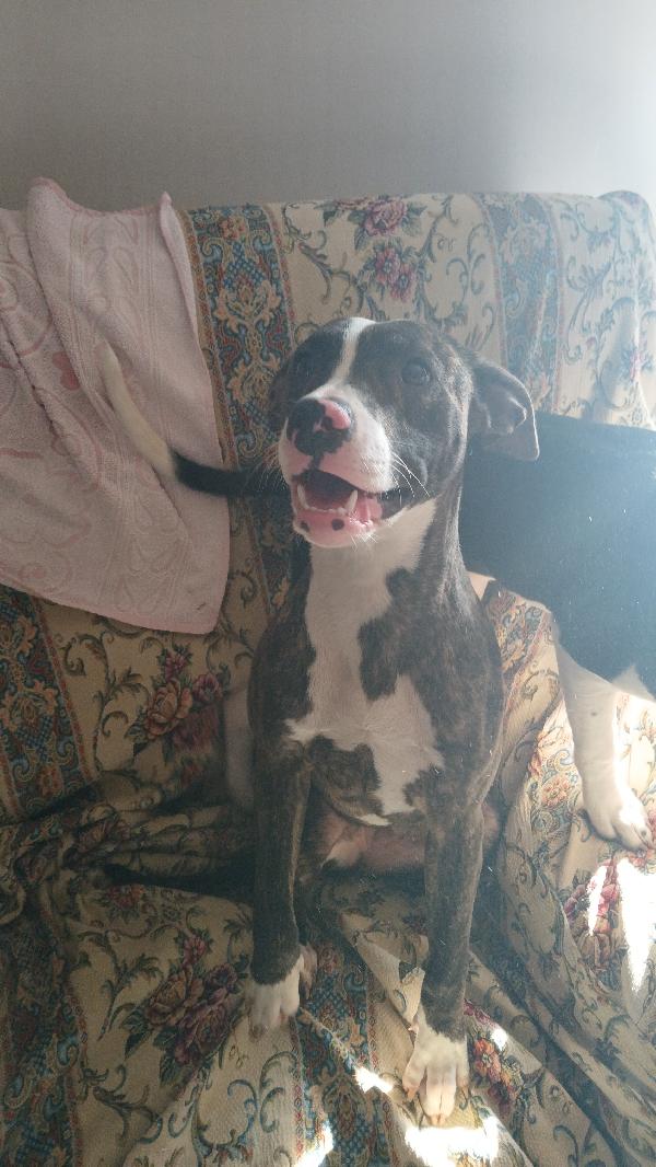 Regalo cagnolina di 1 anno Foto 3