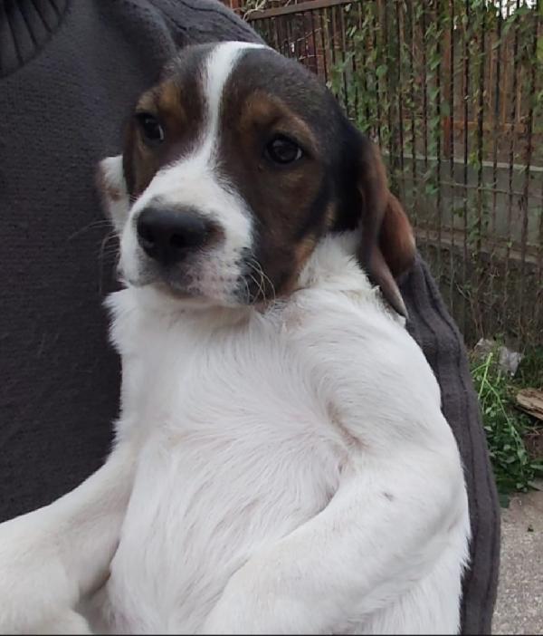 Mix Breton fratello/sorella 3anni in 1pessimo posto.CALABRIA Foto 4