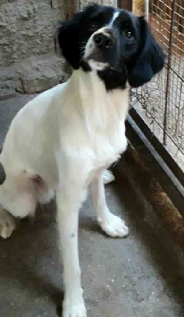 Mix Breton fratello/sorella 3anni in 1pessimo posto.CALABRIA Foto 6