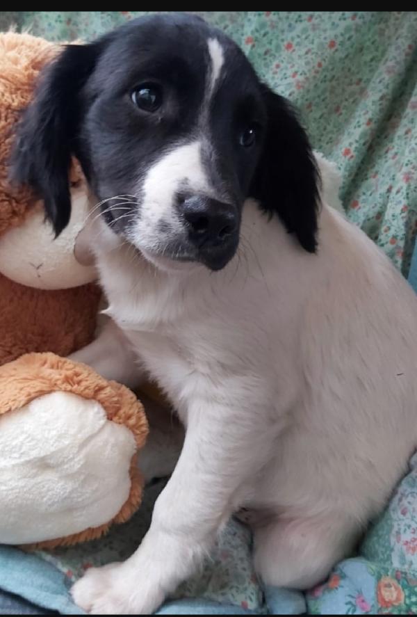 Mix Breton fratello/sorella 3anni in 1pessimo posto.CALABRIA Foto 7