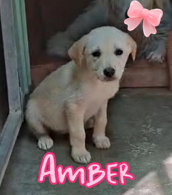 Amber E Nelson Cuccioli Mix Maremmano 