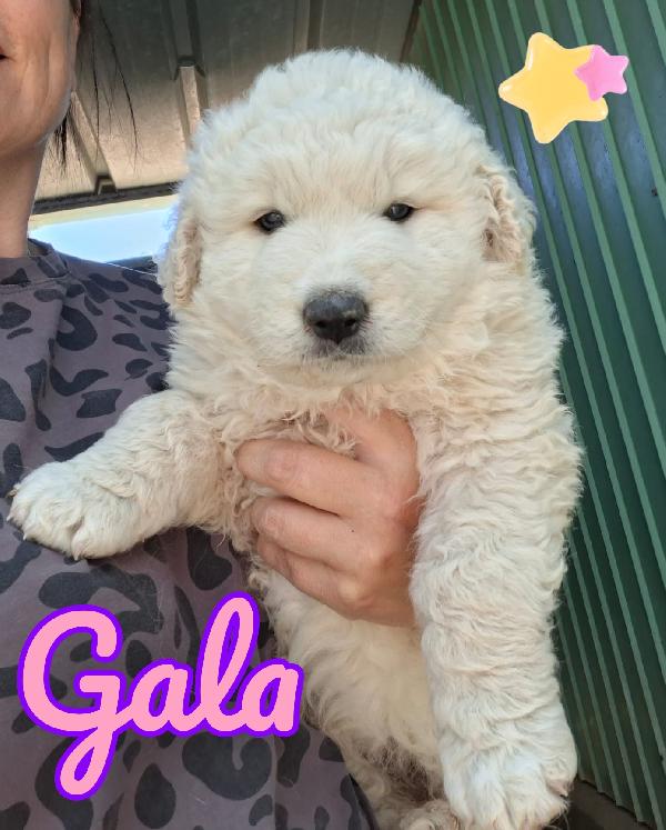 Gala Cucciola Mix Maremmano 