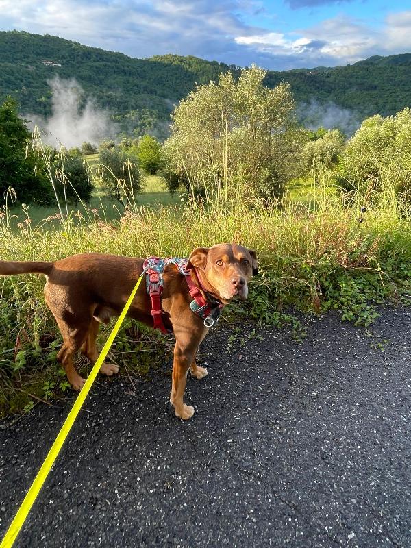 Everel Splendido Cagnolino Cerca Casa 