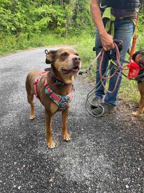 Everel splendido cagnolino cerca casa  Foto 2