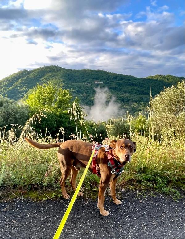 Everel splendido cagnolino cerca casa  Foto 3