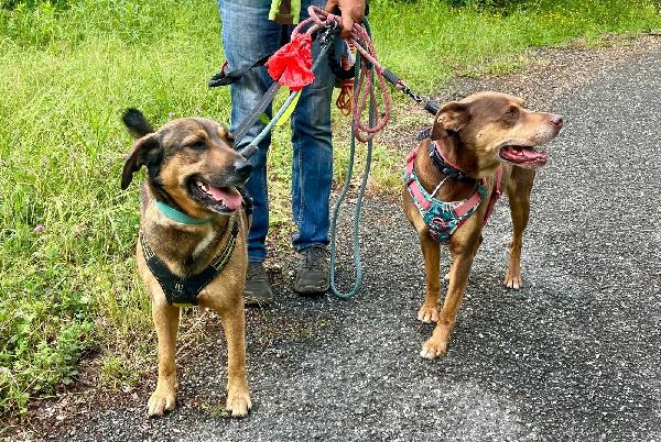 Everel splendido cagnolino cerca casa  Foto 4