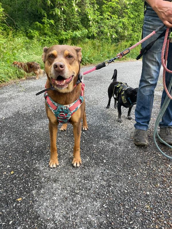 Everel splendido cagnolino cerca casa  Foto 6