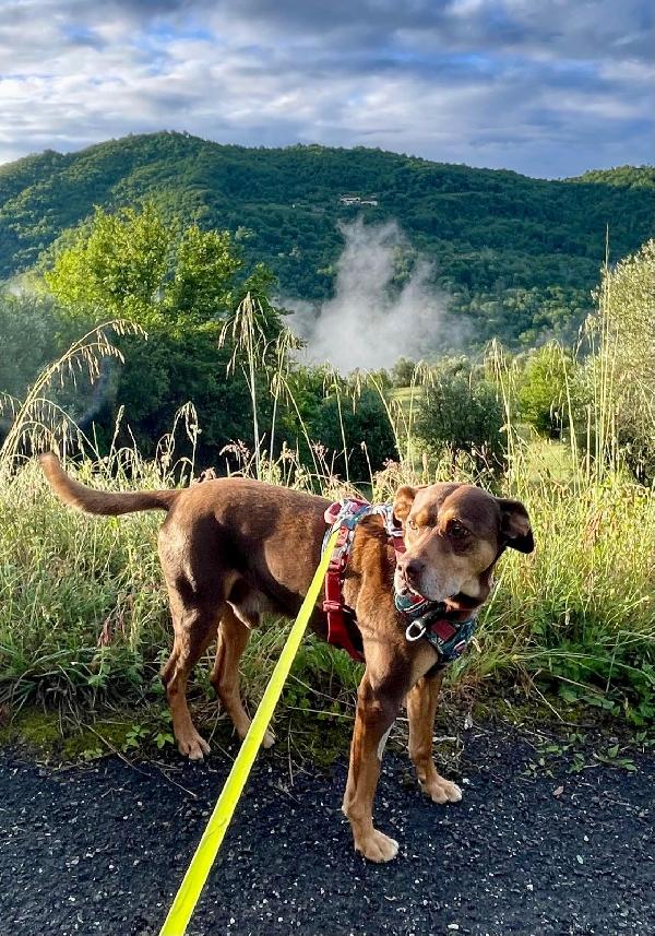 Everel splendido cagnolino cerca casa  Foto 7