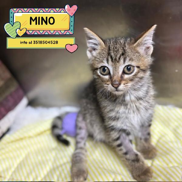Mino Dolce Micino Cerca Casa - Adozione Gattino