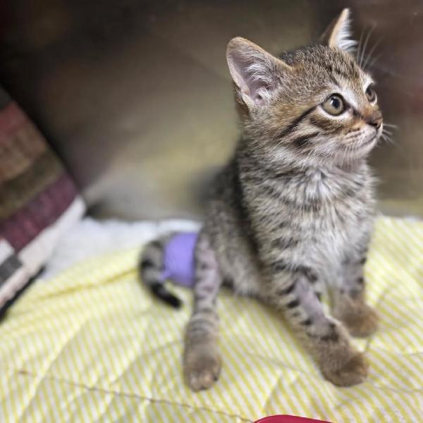 MINO dolce micino cerca casa - adozione gattino Foto 2