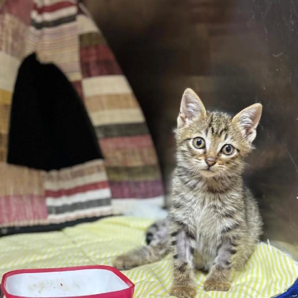 MINO dolce micino cerca casa - adozione gattino Foto 3
