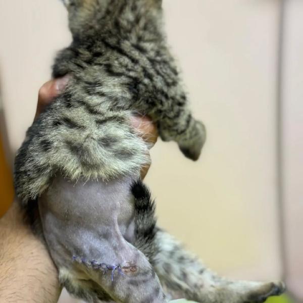 MINO dolce micino cerca casa - adozione gattino Foto 4