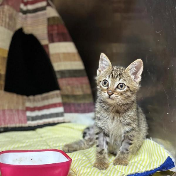 MINO dolce micino cerca casa - adozione gattino Foto 6