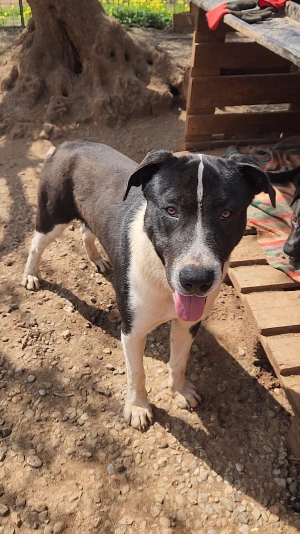 Drago/Lara 1Anno Mix Pitbull Crescono In Rifugio.calabria