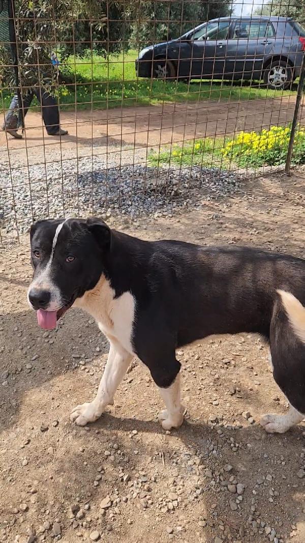Drago/Lara 1anno mix Pitbull crescono in rifugio.CALABRIA Foto 2