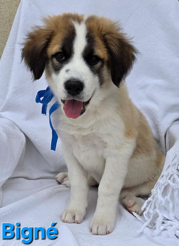 Bigne' Cucciolo Maschio 