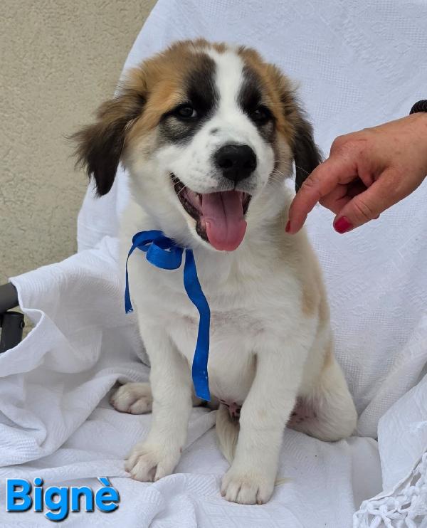 BIGNE' CUCCIOLO MASCHIO  Foto 2