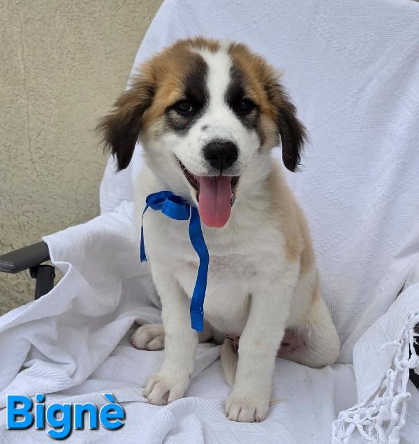 BIGNE' CUCCIOLO MASCHIO  Foto 3