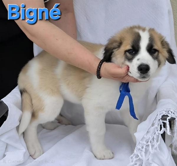 BIGNE' CUCCIOLO MASCHIO  Foto 4