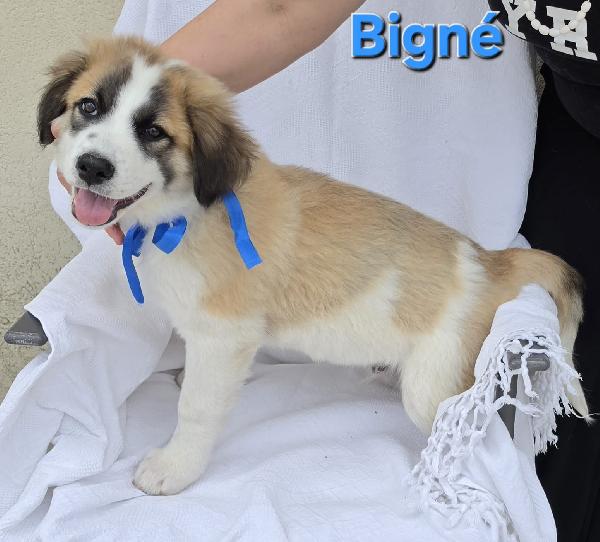 BIGNE' CUCCIOLO MASCHIO  Foto 5