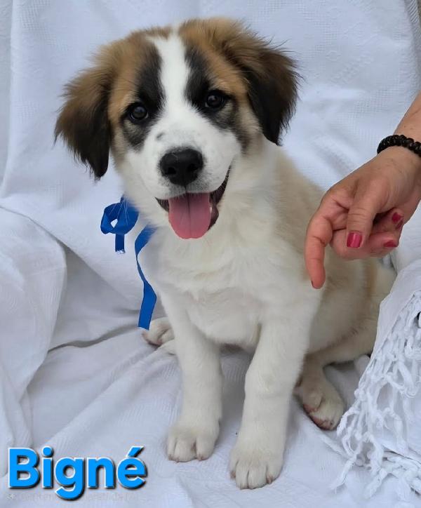 BIGNE' CUCCIOLO MASCHIO  Foto 6