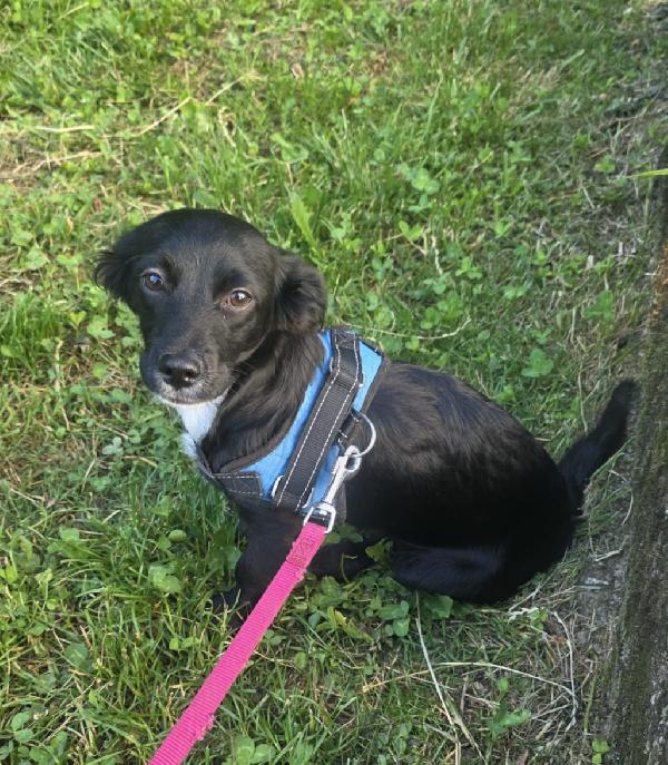 Cucciola 4Mesi Futura Tg Piccola Salvata Da 1Lager.