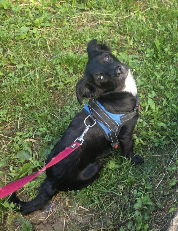 Cucciola 4mesi futura tg piccola salvata da 1lager. Foto 2
