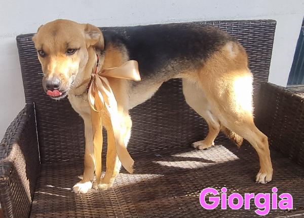 GIORGIA FEMMINA SIMIL PASTORE TEDESCO Foto 2