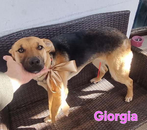 GIORGIA FEMMINA SIMIL PASTORE TEDESCO Foto 3