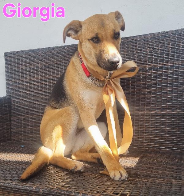 GIORGIA FEMMINA SIMIL PASTORE TEDESCO Foto 5