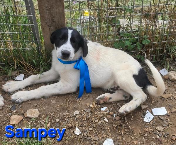Sampey Cucciolo Maschio