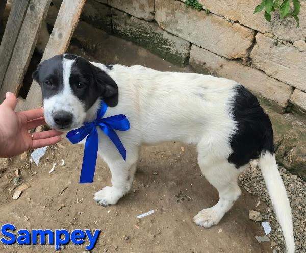 SAMPEY CUCCIOLO MASCHIO Foto 5