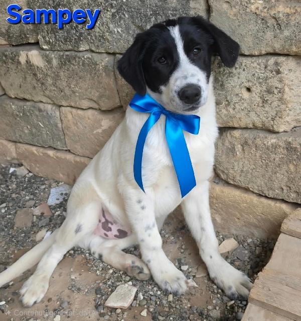 SAMPEY CUCCIOLO MASCHIO Foto 6