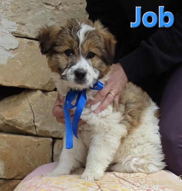 JOB CUCCIOLO MASCHIO Foto 3