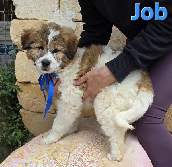 JOB CUCCIOLO MASCHIO Foto 5