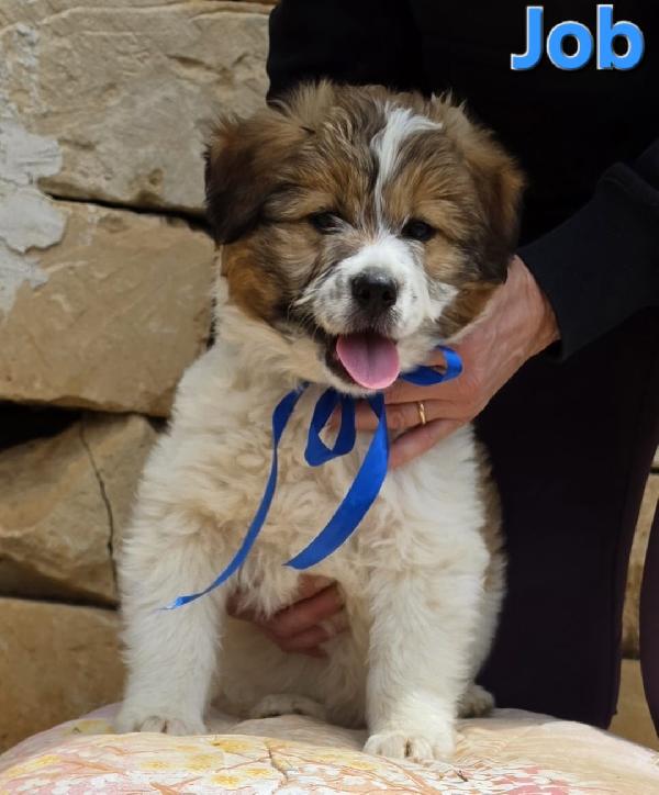 JOB CUCCIOLO MASCHIO Foto 6